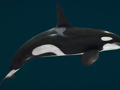 Killer Whale - Orca Low-poly 3D model