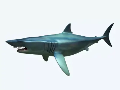 Shark dolphin 3D model