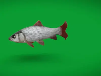 Asian Carp Fishes Low-poly 3D model