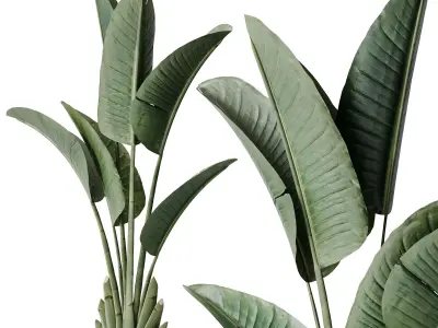 Bird Of Paradise Bird and Olive Tree Indoor Vase 11 3D model