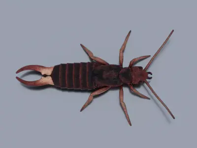 Earwig Low-poly 3D model