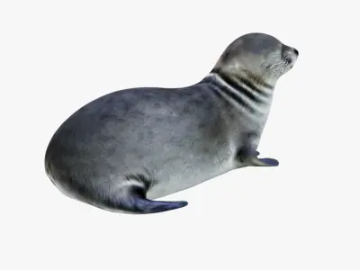 Seal Animal Free 3D model