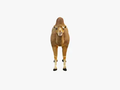 Camel Free 3D model buy