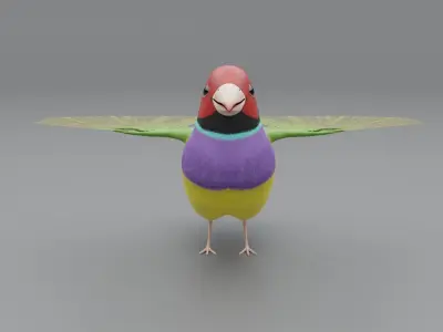 3D Gouldian Finch Model 3D model