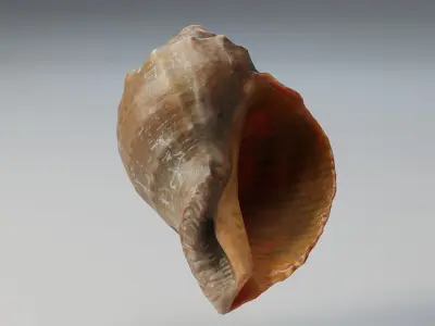 Shell conch Low-poly 3D model