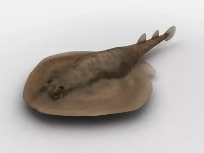 Electric Ray Numbfish DiReap Torpedo Fish Low-poly 3D model