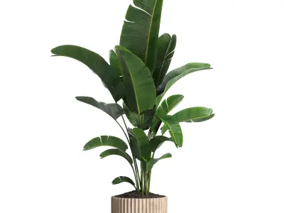 Indoor plant 017 3D model