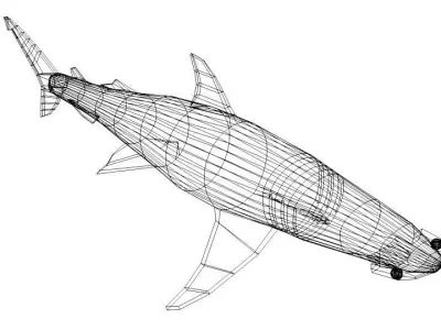 Shark - Bonnethead 3D model