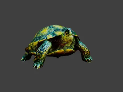 Turtle - Tortoise Low-poly 3D model