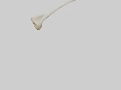 Dog Femur 3D model