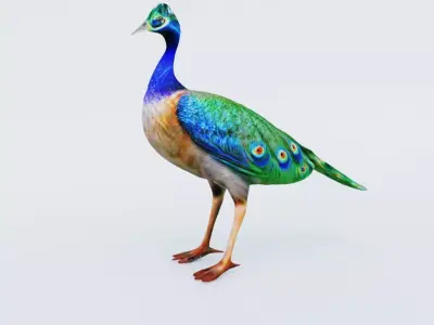 Peacock Free 3D model