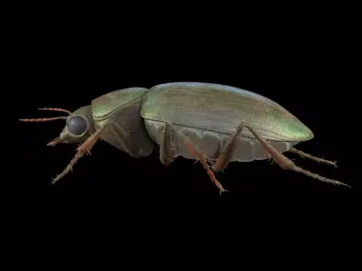 Ground Beetle Insect Low-poly 3D model