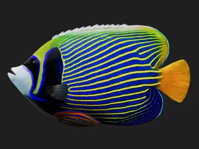 Angelfish Low-poly 3D model