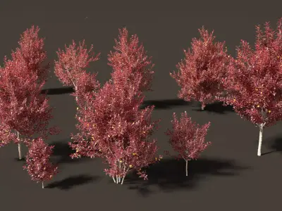 Prunus virginiana - Chokecherry 02 3D model