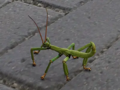 Stick insect Low-poly 3D model