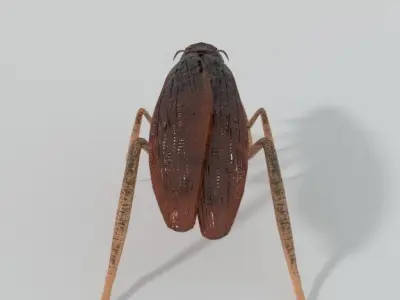 Cockroach beetle Low-poly 3D model