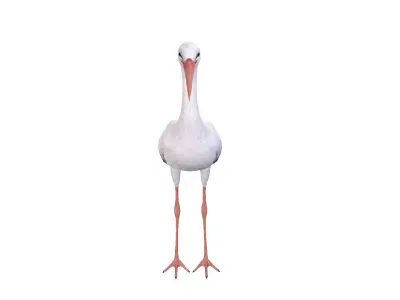 White Stork 3D model