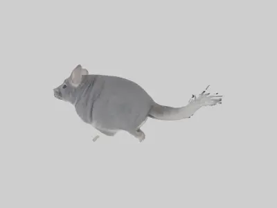 Chinchilla hopping model Low-poly 3D model