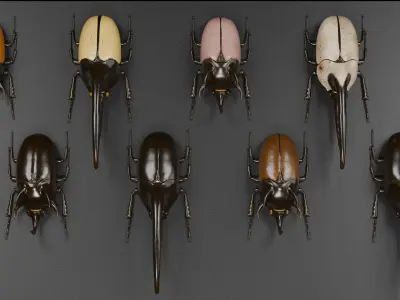 Dynastes hercules beetle and chalcosoma rhinoceros beetle 3D model