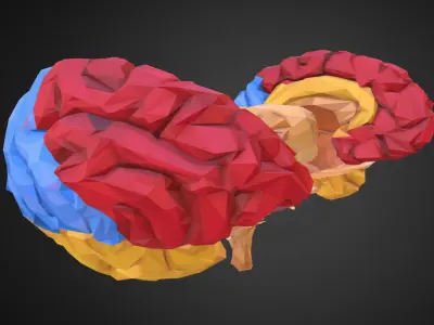 Brain Color Low Polygon Art Medical Low-poly 3D model