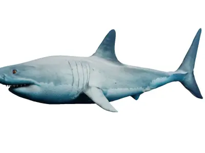 Megalodon great shark Low-poly 3D model