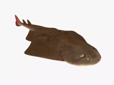 Japanese Angelshark 3D model