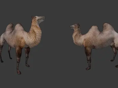Camel camels Low-poly 3D model