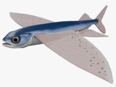 Flying fish 3D model buy