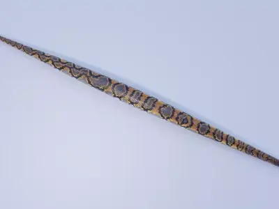 Reticulated Python Animated Free 3D model