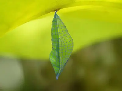 Chrysalis 1 butterfly on leaf Low-poly 3D model