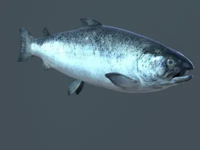 Salmon fish Low-poly 3D model