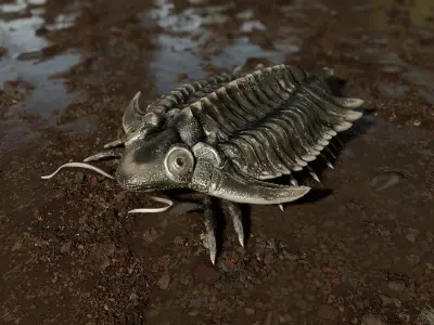 Trilobite 01 - Metopolichas Low-poly 3D model