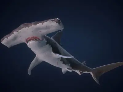 Hammerhead Shark - Game Ready Low-poly 3D model