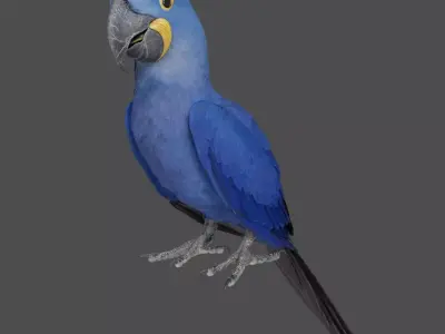 Hyacinth Macaw Character Animation - Blender 3D model