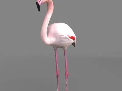 3D model Flamingo 3D model