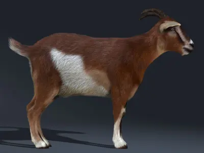 Goat (2) (ANIMATED) (FUR) 3D model