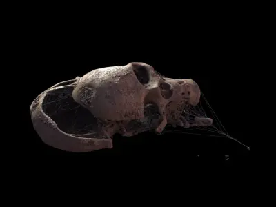 Broken Skull with Spider webs 3 3D model