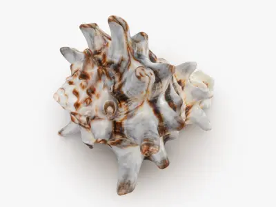 Vasum Turbinellus 3D model