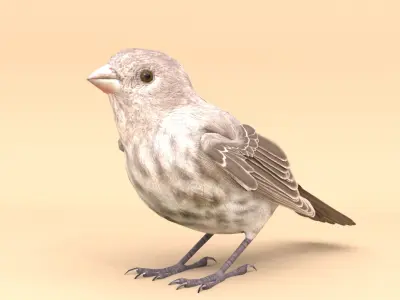 3D Bird Pack House Finch Male and Female Low-poly 3D model Low-poly 3D model