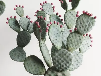 Opuntia In Concrete Planters. Cactus Set 3D model