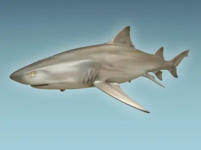 Lemon Shark 3D model