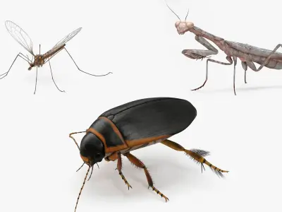 Insects Collection 3D model