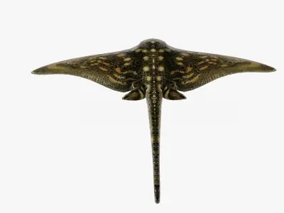 Manta Ray Low-poly 3D model