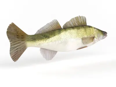 Zander Fish 3D model