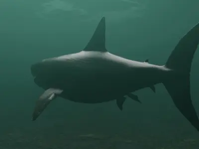 Megalodon Shark  Low-poly 3D model