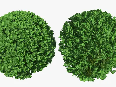 Decorative Shrubs Collection 3D model