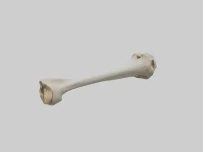 Dog Femur 3D model