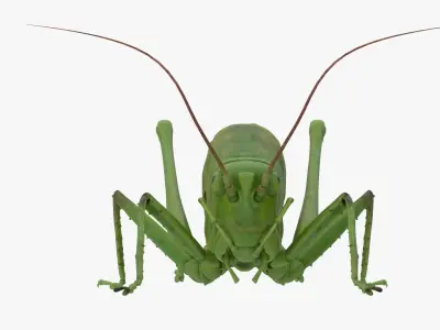 Lifelike Katydid Low-poly 3D model