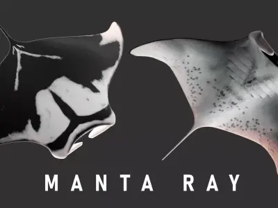 Animated Manta Ray Low-poly 3D model