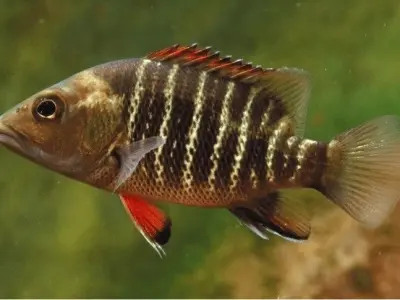 Mangrove Snapper Fish 3D model